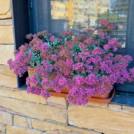 Apartment Morava 1 Asparuhovo House Varna